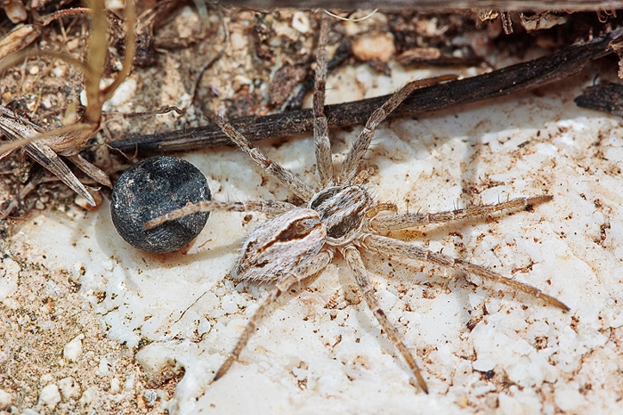 Thanatus sp.